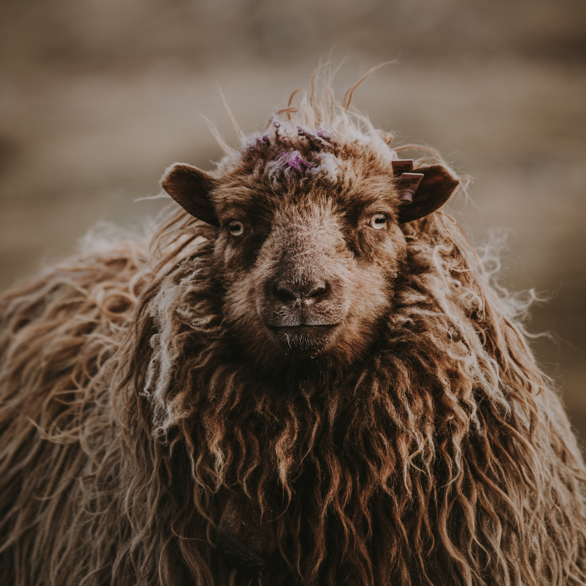 Lost Sheep